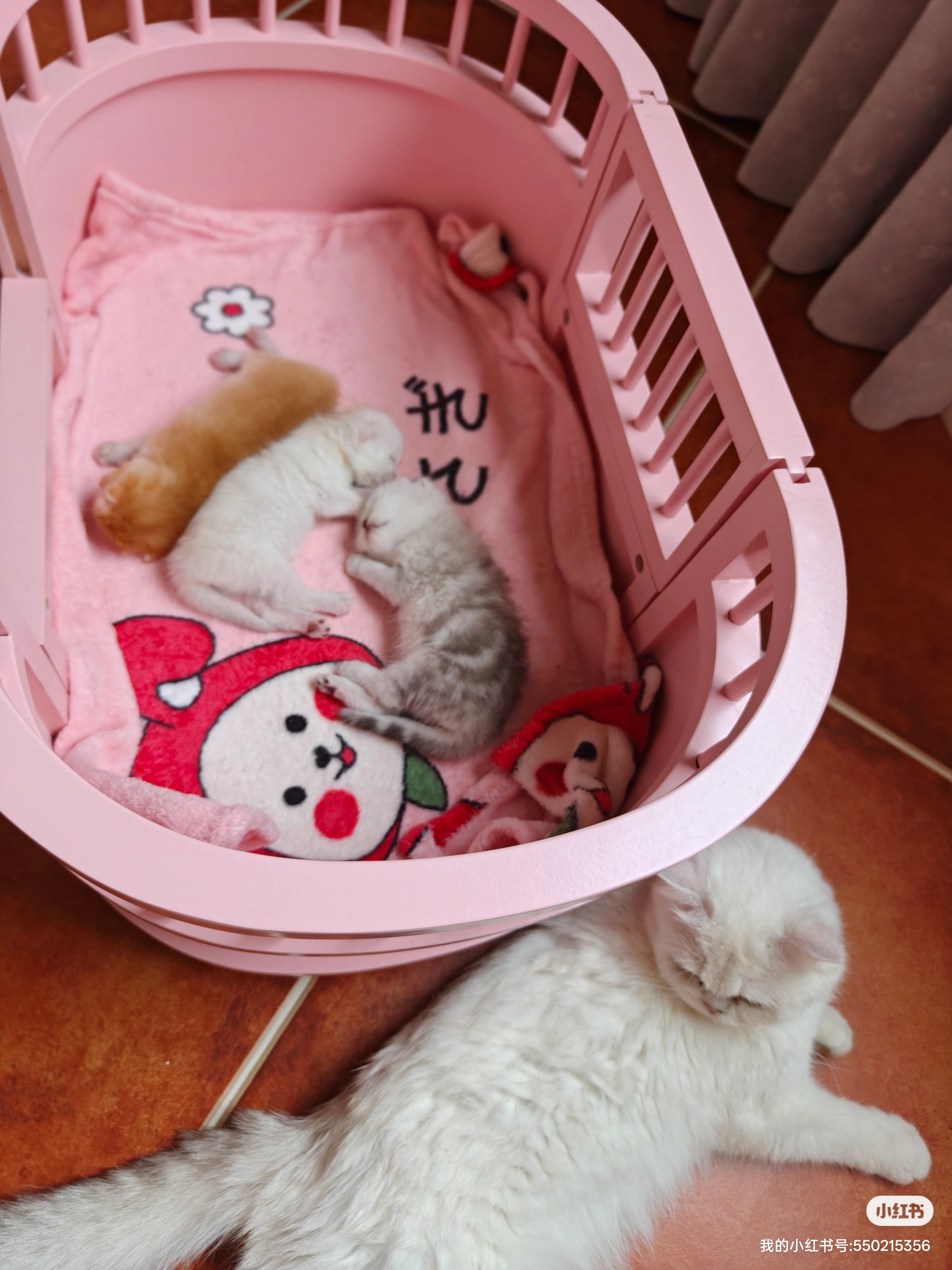 金渐层小奶猫银点都有喜欢的家长来